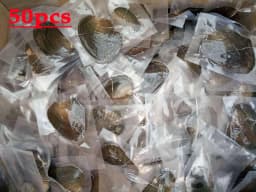 50pcs/Lot Natural Cultured Oyster Freshwater Pearl Mixed Colors Shape for Jewelry Making DIY Handmade Love Wish Gift