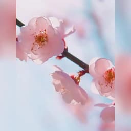 2pcs LAIKOU Japan Sakura Essence Face Cream Cherry Blossom Smoothing Facial Cream Moisturizing Hydration Korean Skin Care