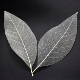 YOMDID 50Pcs /bag White Color Natural Skeleton Leaf Dry Leaves Scrapbooking Girl Diy Material for Christmas Home Decorative