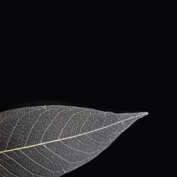 YOMDID 50Pcs /bag White Color Natural Skeleton Leaf Dry Leaves Scrapbooking Girl Diy Material for Christmas Home Decorative