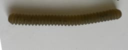 Fishing Lure Lugworm PVC Screw Thread Shape Grub 10cm Soft Bait PVC Worm Artificial Lures Lot 4 Pieces Sale