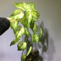 22in Large Artificial Hanging Plants Fake Ferns Leaves Plastic Begonia Plants For Home Room Garden Wedding Garland Decoration