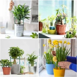Plastic Plant Support Pile Stand Plant Support Pile for Flowers Greenhouses Arrangement Fixing Rod Holder Garden Tools