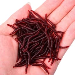 20PCS-100pcs Soft Lure Bass Bream Bloodworm Fishing Earthworm Worm Rubber Red Worms Baits Fishy Smell Realistic Tackle
