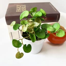 Realistic Artificial Copper Coin Grass Plants Wall Decor Soft Wall Hanging Fake Ivy Leaf Leaves Handmade Mini Bouquet Garden
