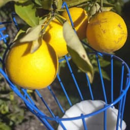 Fruit Picking Machine Fruit Collection Picking Catcher Device Is Practical And Convenient Fruit Picking Machine Gardening Tool