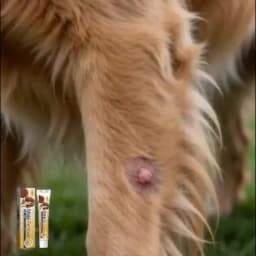 Pet Removal Wart Cream Diminish Skin Moles Corns Nourish Skin Wart Treatment Alleviate Discomfort No Irritation Pet Repair Cream