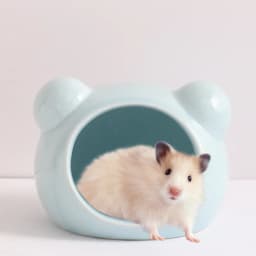 Hamster Nest Small Pet Ceramic Nest A Small House Suitable for Golden Bears Summer Cooling House Hamster Landscaping Accessories