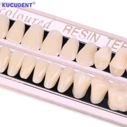 28teeth Resin Denture Teeth Dental Synthetic Resin Teeth Teeth Teaching Model Permanent Teeth Model Dental Material