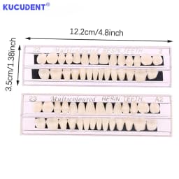 28teeth Resin Denture Teeth Dental Synthetic Resin Teeth Teeth Teaching Model Permanent Teeth Model Dental Material