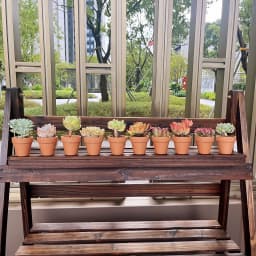 10 Pcs 2.2'' Terra Cotta Pots Pottery Planter Cactus Flower Pot Succulent Pot with Drainage Hole- Great for Plants,Crafts