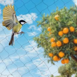 Anti Bird Netting Nylon Game Pens Net Bird Netting For Bird Poultry Aviary Agricultural Plantina Black