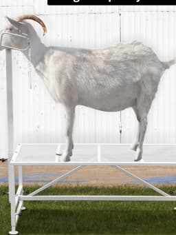 SucceBuy Livestock Stand Trimming Stand with Straight Head Piece Goat Trimming Stand Metal Frame Livestock Trimming Stands