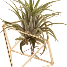 Iron Propagation Stations Glass Terrarium Plant Geometric Shape Plant Iron Stand Air Plant Holder Home Office Gardening Decor
