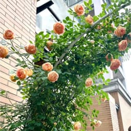 Half Arch Rack for Climbing Plants Outdoor Garden Support for Clematis or Roses Durable Grape Vine Holder Vegetable Grow System