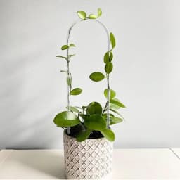 U-Shaped Acrylic Plant Climbing Stakes-for Indoor/Outdoor Vines,Flowers&Garden Plants- Lightweight Stakes for Healthy Growth
