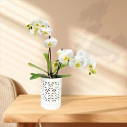 Orchid Pots with Holes,4 Inch Ceramic Orchid Pot for Repotting, Flower Planter Pot Indoor Outdoor, Breathable White