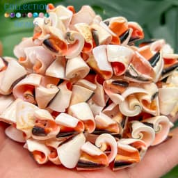 12mm Natural Red-mouthed Snail Shell Loose Bead For Jewelry Making DIY Bracelets Necklace Accessories 15inches