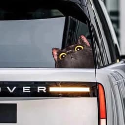 Probe Cat Creative Expression Car Stickers Electric Motorcycle Body Triangle Window Luggage Laptop Stickers Fun Car Stickers