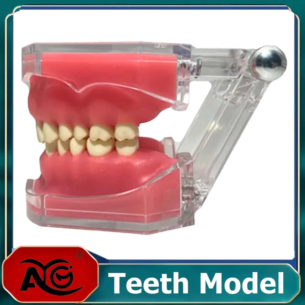 Dental Teeth Model With Removable Teeth Soft Gum Tooth Extraction Pratice Model Dentist Teach Study Patient Education Demo Model