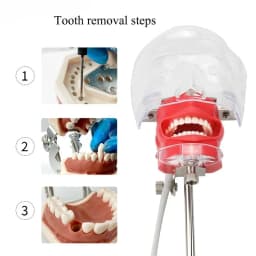 JUMTOP Dental Simple Head Model Practice Training Simulator Phantom Head Typodont Removable