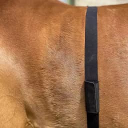 FITCENT Horse Heart Rate Monitor Tracker Monitoring Heart Rate Horse Band Belt for Equestrian