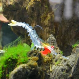 JYJ Soft Shrimp Lures Sea Fishing with Luminous Prawns Soft Bait Perch 7g 12g18g Sea Bass Shrimp bass Bait