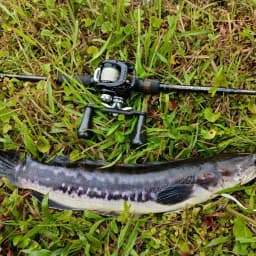 GOMEXUS Carbon Handle for Daiwa Tatula Zillion Abu Okuma Kastking Pisfun Baitcasting Reel Handle 8x5 and Shimano 7X4mm Size