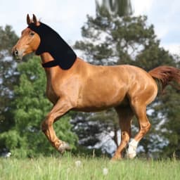 Additional 296 LED red light infrared therapy for relaxing and restoring the neck of horses