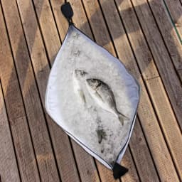 Fishing Cooler Bag Live Fish Insulated Cooler Bag Freshness 72 Hour Cold Retention Collapsible Waterproof PVC Fish Bag