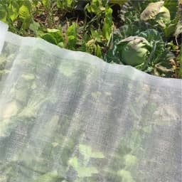 60 Mesh Net Garden Protection Net Mist Net Bird Net Nylon Plastic Net Greenhouse Vegetable Insect Net For Birds Chicken Dog Cat
