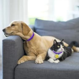 Pet Calm Collar Cat Dog Soothe Collar Adjustable TPR Neck Strap Relieve Anxiety Remove Restlessness Protection Pets Supplies