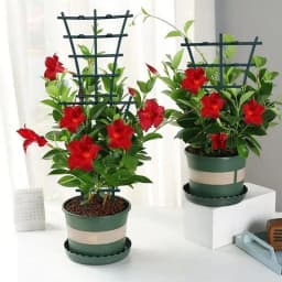 8pcs Small Trellis For Potted Plants Trellis For Climbing Plants Indoor Stackable Houseplant Trellis For Plants Growth