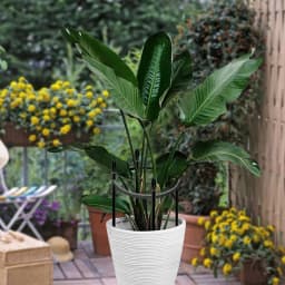 Black Garden Plant Support Cages Obelisk Trellis Growth Support Stand For Climbing Vines And Flowers Outdoor Gardening Rose Tree