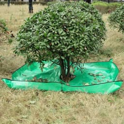 Bush Trimming Catcher Pruning Tarp With 12 Inches Hole And Corner Buckles Garden Tree Pruning Waterproof Tarp Four Corners