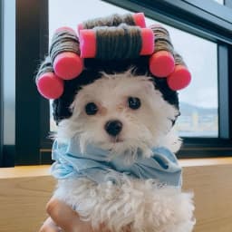 Hair Roller Cap Headgear Dog Hat Hair Rollers Fake Bangs Funny Photography Props For Small Dog Cat