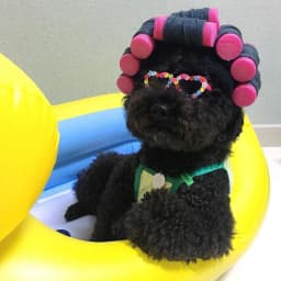 Hair Roller Cap Headgear Dog Hat Hair Rollers Fake Bangs Funny Photography Props For Small Dog Cat