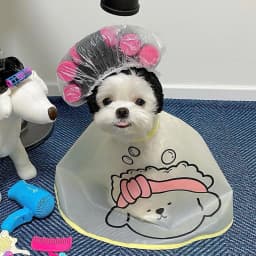 Hair Roller Cap Headgear Dog Hat Hair Rollers Fake Bangs Funny Photography Props For Small Dog Cat
