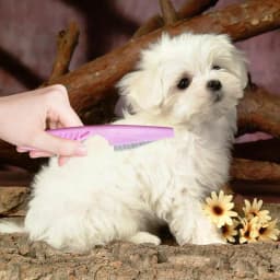 Tick Comb Lice And Flea Brush 2 Pcs Pet Hair Removal And Grooming Tool Pet Supplies Flea Removal Comb For Puppy Cat Dog