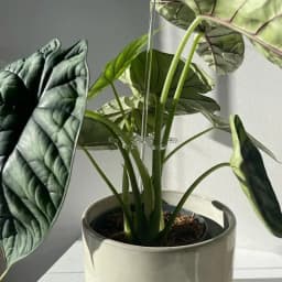 Plant Stem Hook With Stake Holder Clear Acrylic Plant Holder Hook Climbing Plant Support Clips for Orchid Rose Flowers