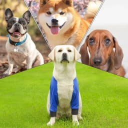 Dog Front Elbow Brace 1 Pair Dog Shoulder Elbow Brace Stain-resistant Wear-Resistant Breathable Knee Pad Pet Shoulder Recovery