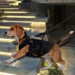 Dog Support Sling Dog Vest Harnesses Support Stair Helper Heavy Duty Adjustable Large Dog Sling Walking Aid For Disabled Old