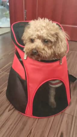 Summer Mesh Pet Dog Backpack Outdoor Travel Breathable Puppy Cat Carrying Bags for Small Dogs Carrier Pet Supplies Mochila Perro