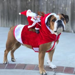 Santa Dog Costume Christmas Pet Clothes Santa Claus Riding Pet Cosplay Costumes Dogs Outfit for Small Medium Large Dogs Cats