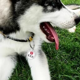 ESA Emotional Support Animal Dog Tag Stainless Steel Red Medical Alert Service Dog Pendant Keychain Key Chains