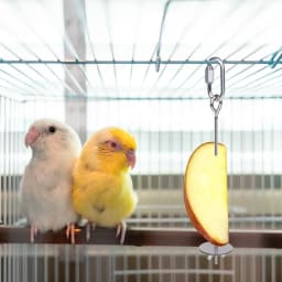 1/2pcs Parrot Stainless Steel Fruit Fork Toy Bird Cage Supplies Fruit Bird Feeder Pet Parrot Accessories Pet Bird Supplies
