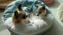 Benepaw Orthopedic Dog Bed With Hooded Blanket Winter Warm Waterproof Dirt Resistant Cat Puppy House Cuddler Machine Washable