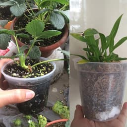 5Pcs 6/7.6/10/13/15cm Clear Round Pot Cultivation Flower Pots Orchid Nursery Planting Breathable Planter Raising Seedling Cup