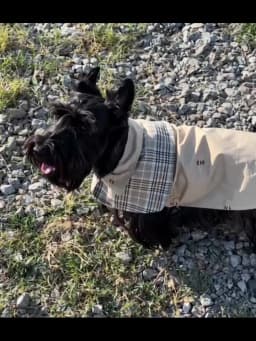 Pet Clothing Vintage Detective Cape English Tie Plaid Cape Small Dog Pet Outerwear Brown Dog Cape Puppy Clothes