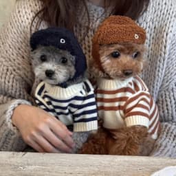 Dog Sweaters for Small Dogs Cute Bear Cardigan Pet Coat Autumn Winter Striped Puppy Clothes Dog Warm Knitted Jacket Dog Pullover